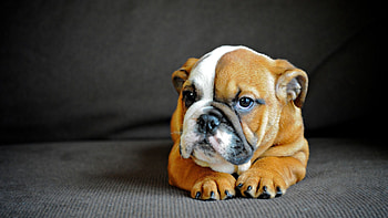 Animals, Dog, Muzzle, Sight, Opinion, Puppy, English Bulldog HD wallpaper