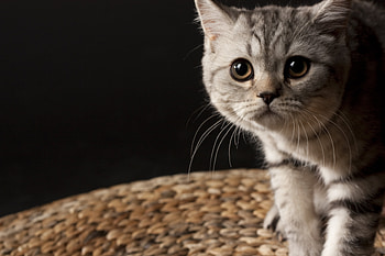 Animals, Cats HD wallpaper