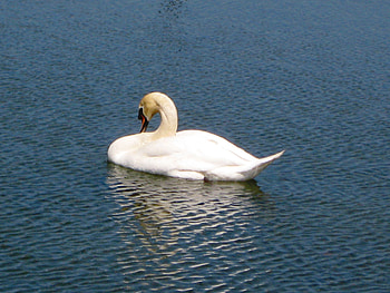 Swan, nature, bird, pond HD wallpaper