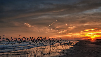 seagulls leaving a beach at sunset, sea, birds, sunset, beach HD wallpaper
