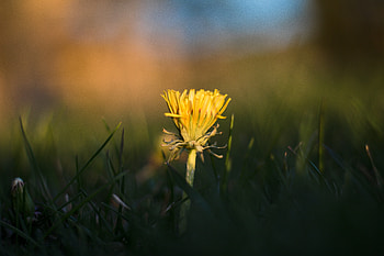 Flowers, Grass, Dandelion HD wallpaper