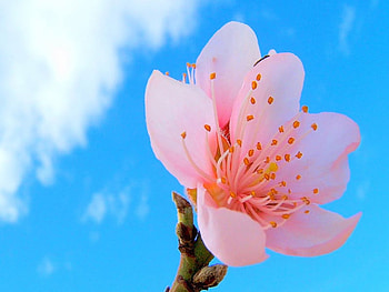 Cherry blossom, pink, one, flower, clouds, single, sky HD wallpaper