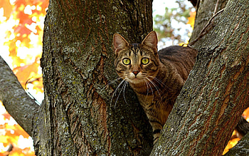 Animals, Wood, Sit, Cat, Tree, Striped HD wallpaper