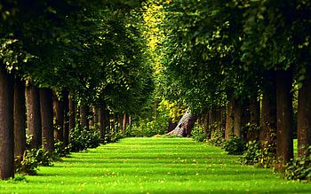 Green Forest, Beautiful HD wallpaper