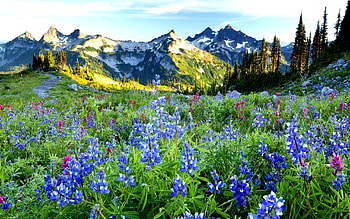 Bluebonnet, Snowy peaks, Nature , Serene beauty HD wallpaper