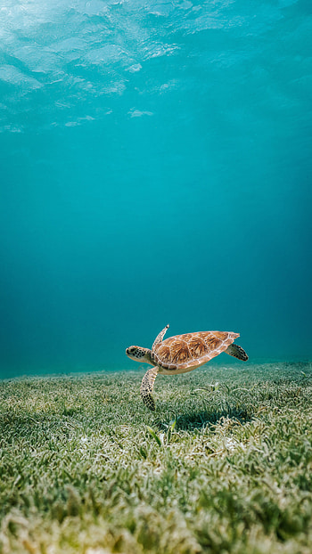 A lonely sea turtle HD phone wallpaper