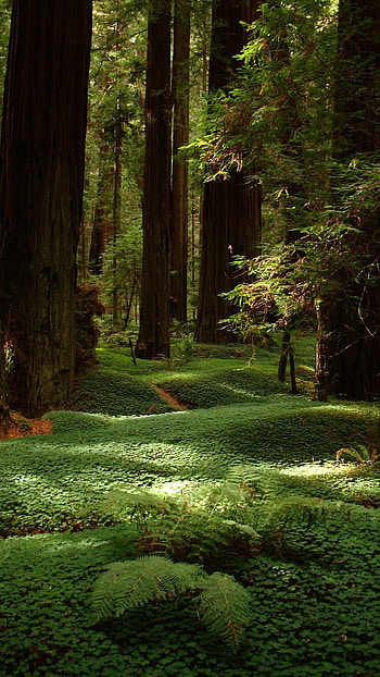 Forest, Forest Nature HD phone wallpaper