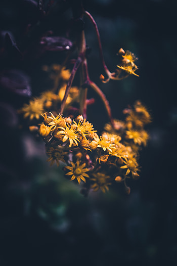 Flowers, Macro, Blur, Smooth, Bloom, Flowering HD phone wallpaper