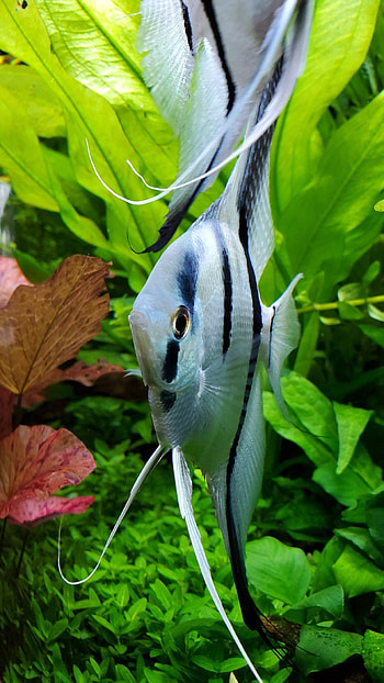 Angelfish, Freshwater Fish, Angel Fish Tank HD phone wallpaper