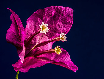 Flowers, Flower, Bud, Bougainvillea, Bougainville HD wallpaper