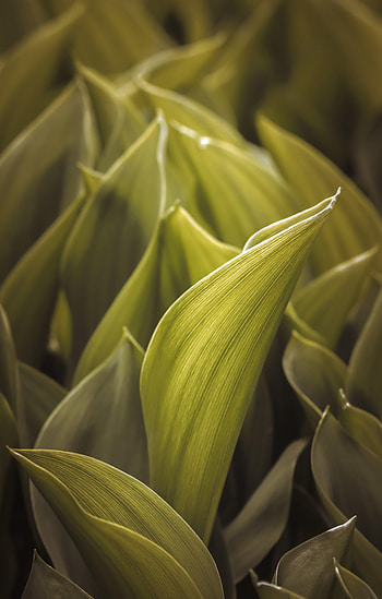Leaves, Macro HD phone wallpaper
