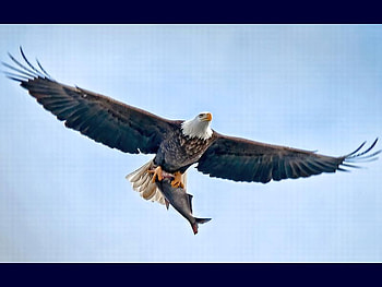 Eagle w Hunt, cool, eagle, hunt HD wallpaper