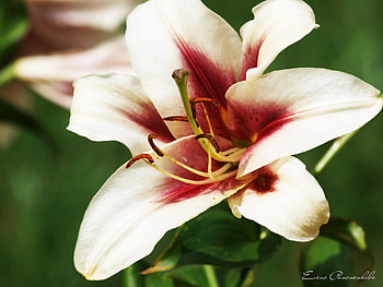 Plants, Flowers, Lilies HD wallpaper
