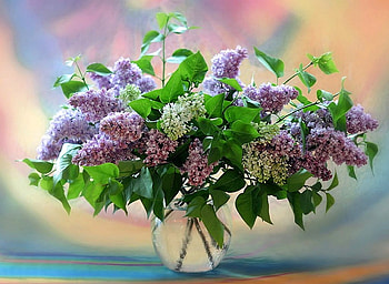 Beautiful Flowers, cool, beautiful, flowers HD wallpaper