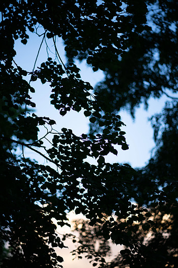 Trees, Leaves, Dark, Silhouette, Branches, Evening HD phone wallpaper