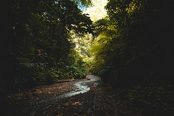 Nature, Trees, Forest, Flow, Creek, Brook HD wallpaper