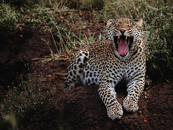 Animals, Leopard, Predator, Big Cat, Wild, Zev, Throat HD wallpaper