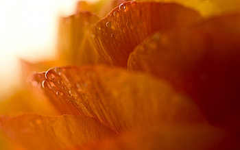 Drops, Flower, Macro HD wallpaper
