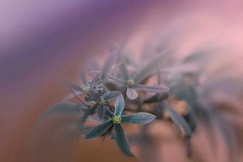 Tender, blue, flowers, flower HD wallpaper