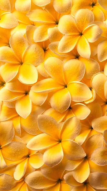 Yellow Colour, Yellow Colour Flowers HD phone wallpaper