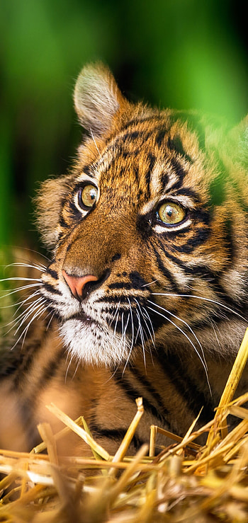 Sumatran, Tiger Cub HD phone wallpaper
