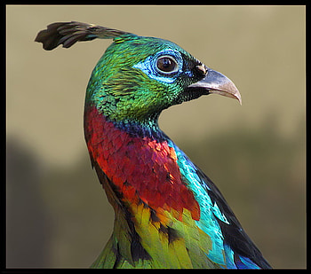 exotic bird, colourful, bird, shiny, exotic HD wallpaper