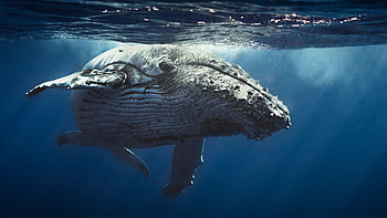 Blue Whale, Whale , Whale HD wallpaper