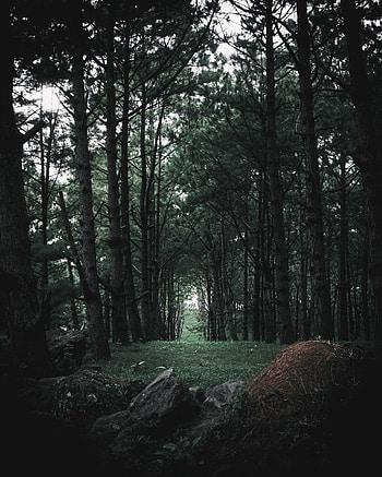 Nature, Trees, Stones, Pine, Coniferous, Forest HD phone wallpaper
