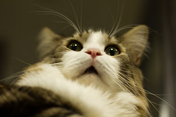 Animals, Cat, Fluffy, Muzzle, Eyes, Fur HD wallpaper