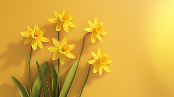 Sunlit Daffodils, spring, daffodil HD wallpaper