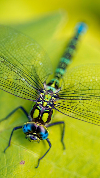 Hairy dragonfly, Dragonflies HD phone wallpaper