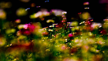 Flowers, Grass, Plant, Macro HD wallpaper