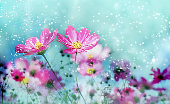 Pretty Flowers, beautiful, beauty, pink, snowflakes, pretty, petals, nature, flowers, pink petals, pink flowers, splendor, lovely HD wallpaper