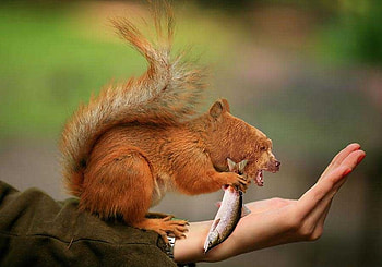 nutter, evolution, wierd, bear, animals, squirrel HD wallpaper