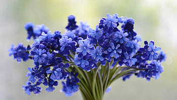 Bunch Of Blue Flowers Vase In Blur Background Flowers HD wallpaper