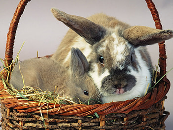 Hare and rabbit, sweet, hare, basket, rodent, rabbit HD wallpaper