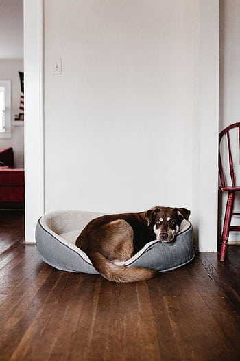 Adorable brown dog resting in a cozy bed on a hardwood floor indoors. HD phone wallpaper