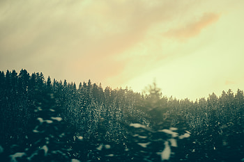 Nature, Trees, Twilight, Forest, Dusk HD wallpaper