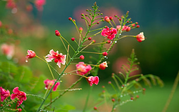 Plants, Flowers HD wallpaper
