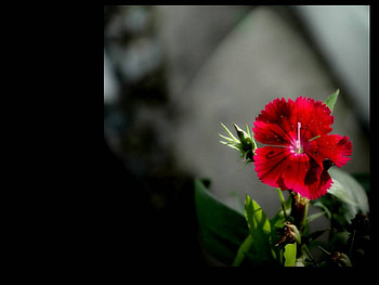 Red flower, flowers, red HD wallpaper