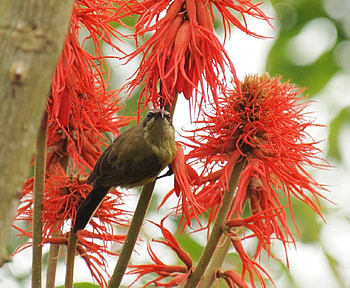 Beautiful Bird, animal, bird, trees, nature, flowers HD wallpaper