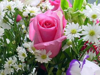 Plants, Flowers, Roses HD wallpaper