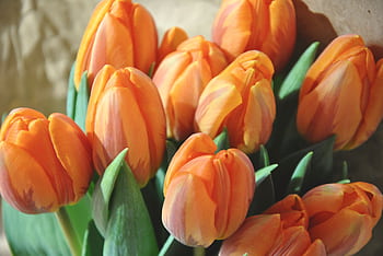 Bright orange tulips captured in natural light, perfect for spring ambiance. HD wallpaper