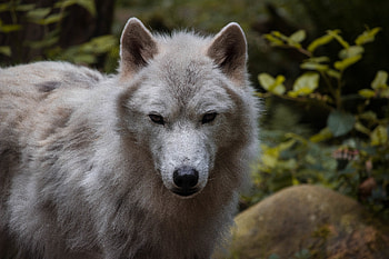 Animals, Muzzle, Predator, Wolf, Animal HD wallpaper