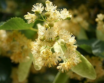 Myrtle Herb, Linden tree blossoms, Health benefits, Summer flowering HD wallpaper