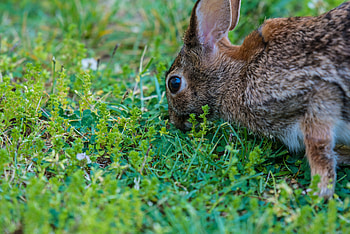 Animals, Food, Grass, Eyes, Hare HD wallpaper