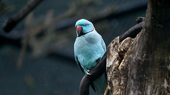 Blue Ringnecked Parakeet Bird Is Standing On Tree Branch In Blur Background Birds HD wallpaper