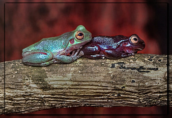FRAMED FROGS, FROG, NATURE, FRAMED HD wallpaper