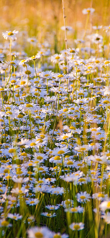 Flower field , Flower power, Mobile beauty, Floral delight HD phone wallpaper