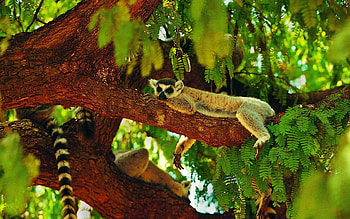 Animals, Wood, Tree, Lemur, Sleeps, Asleep HD wallpaper